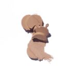 کرم پودر استیکی گلدن رز - Image 5